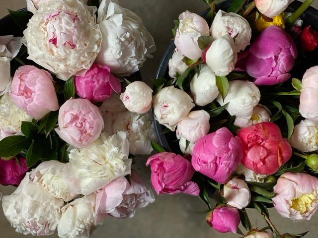 Local Peony Bouquets