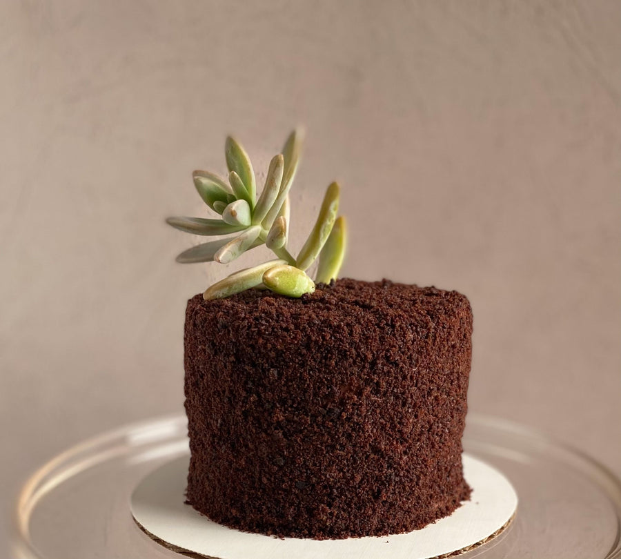 A round cake covered all over in ganache and chocolate crumbs. The top of the cake is decorated with a succulent.