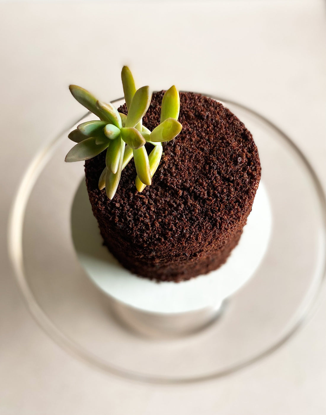 A top-down view of a round cake covered all over in ganache and chocolate crumbs. The top of the cake is decorated with a succulent.