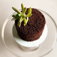 A top-down view of a round cake covered all over in ganache and chocolate crumbs. The top of the cake is decorated with a succulent.