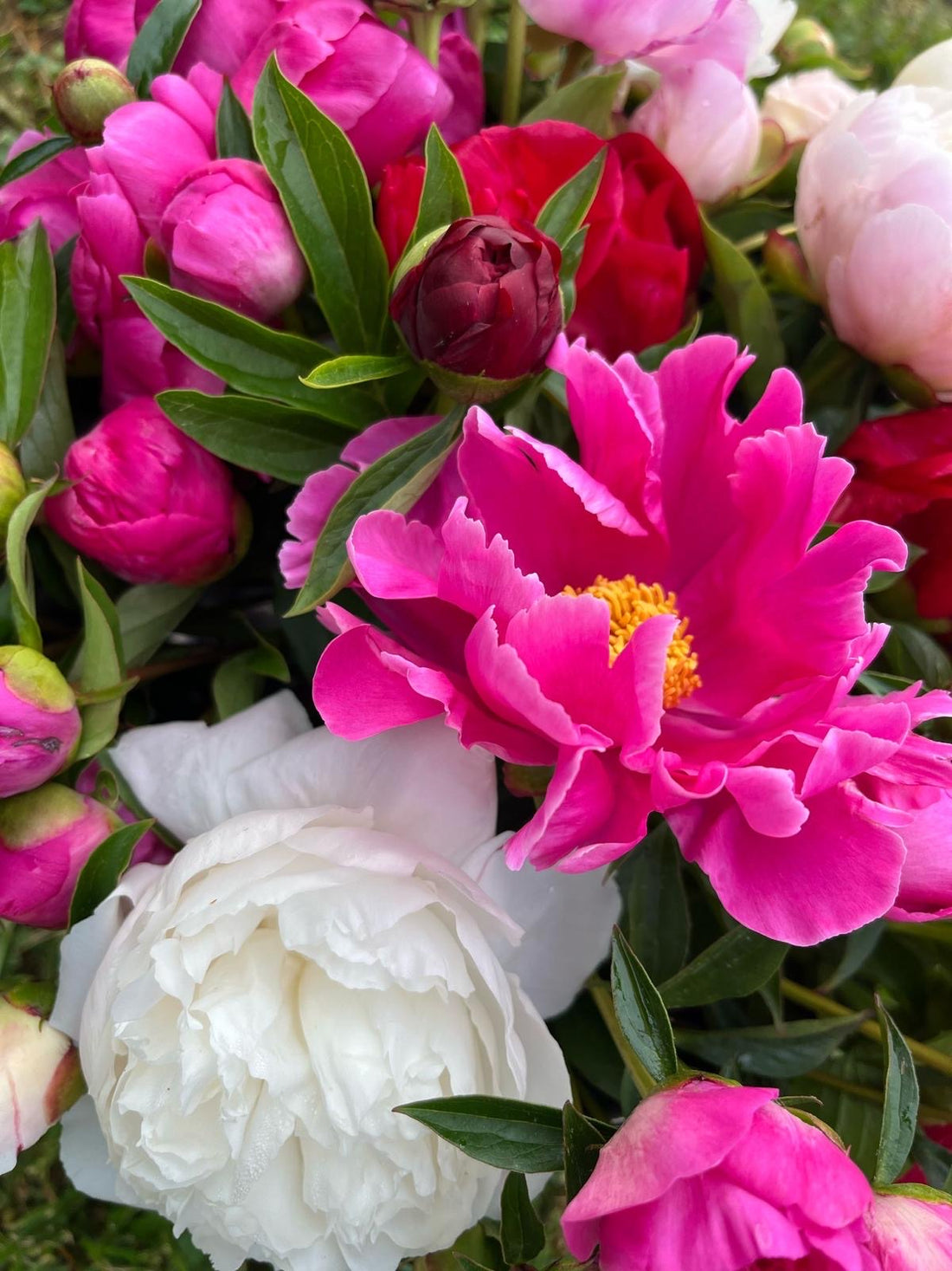 Local Peony Bouquets